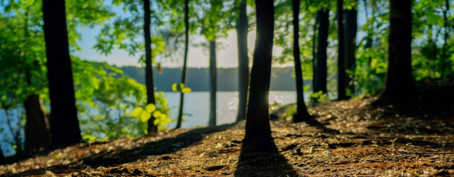 Forest of trees benefiting from Eco Friendly Printing