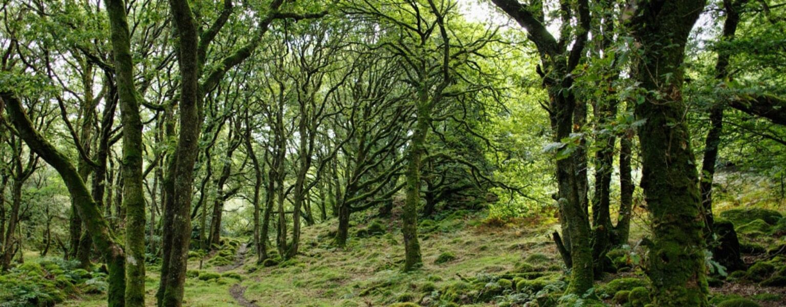 Planet Initiatives Green forest and trees