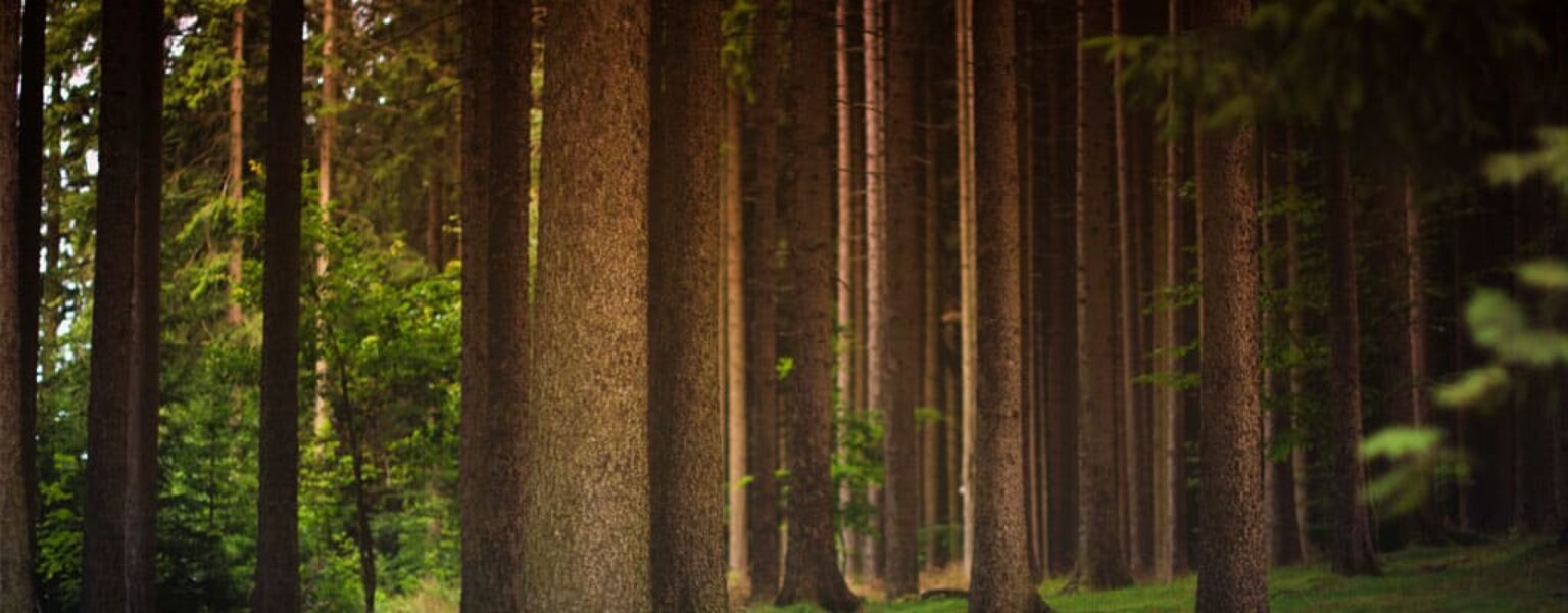 Eco Friendly Paper Trees for eco friendly paper